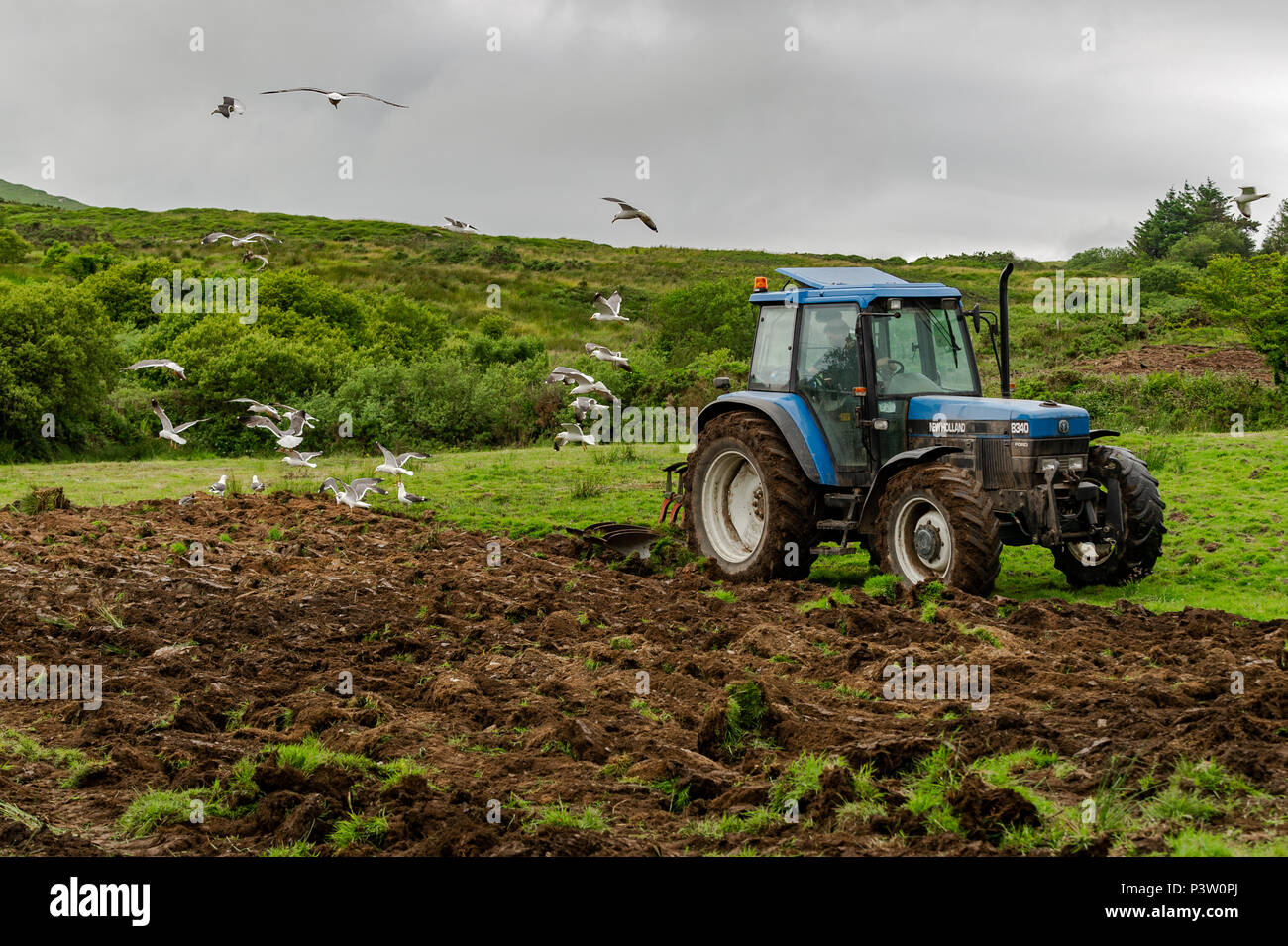 Ballydehob, Irlande. 19 Juin, 2018. Mouettes chercher un repas de Worms en tant qu'entrepreneur charrues Ballydehob producteur de lait en fonction du domaine pour Ben Deane la réinitialisation de l'herbe. Credit : Andy Gibson/Alamy Live News. Banque D'Images