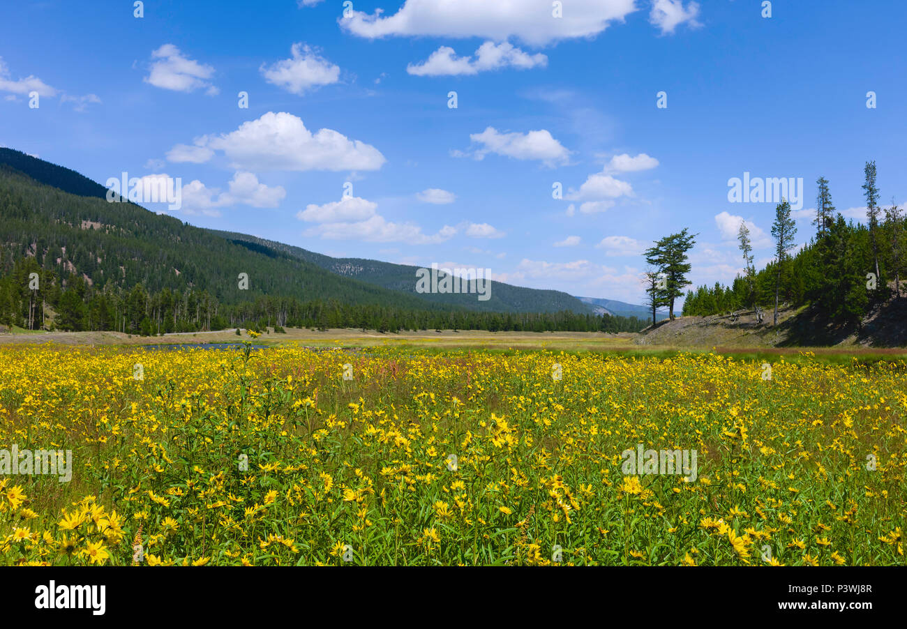 Fleurs sauvages en fleurs en été flanqué de pinède et de chaînes de montagnes dans le Parc National de Yellowstone, Montana, USA. Banque D'Images