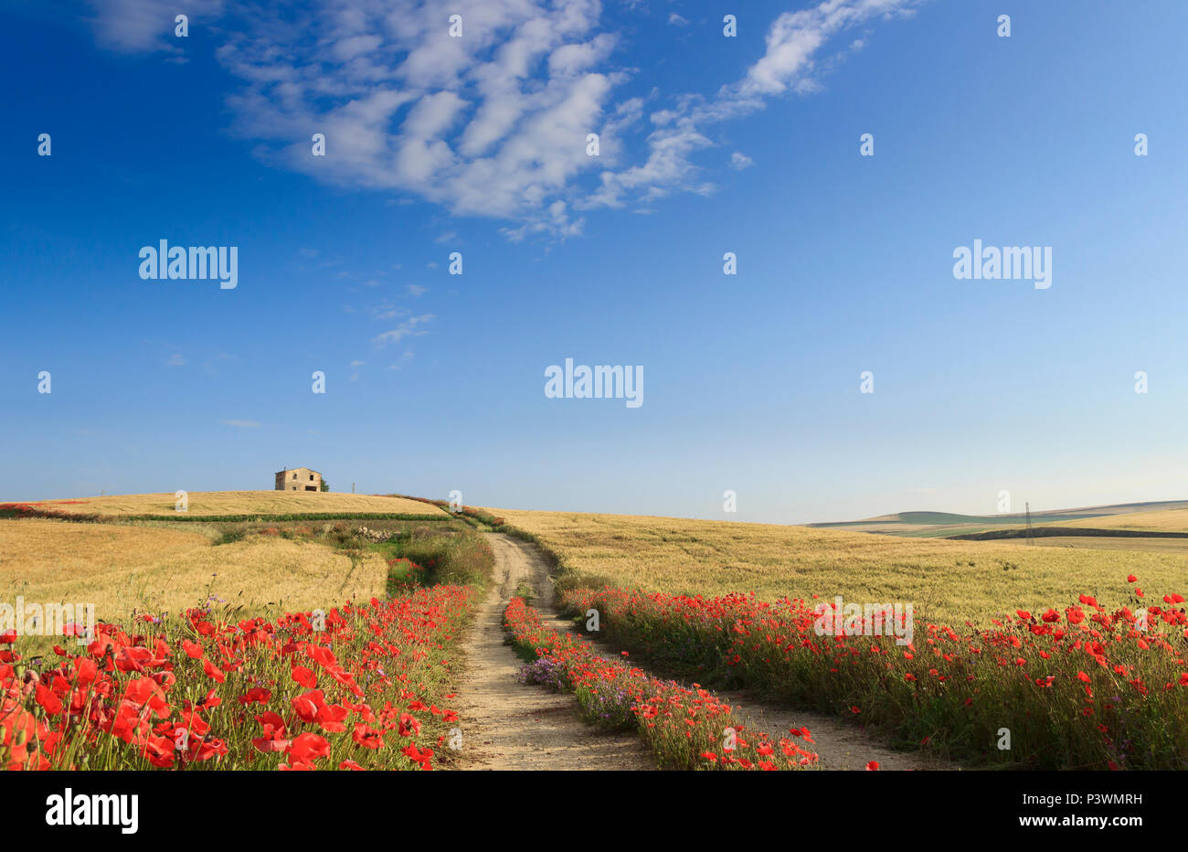 Le printemps. Entre les Pouilles et la Basilicate, Italie.paysage vallonné avec ferme et route de campagne à travers champs de blé fin coquelicots. Banque D'Images