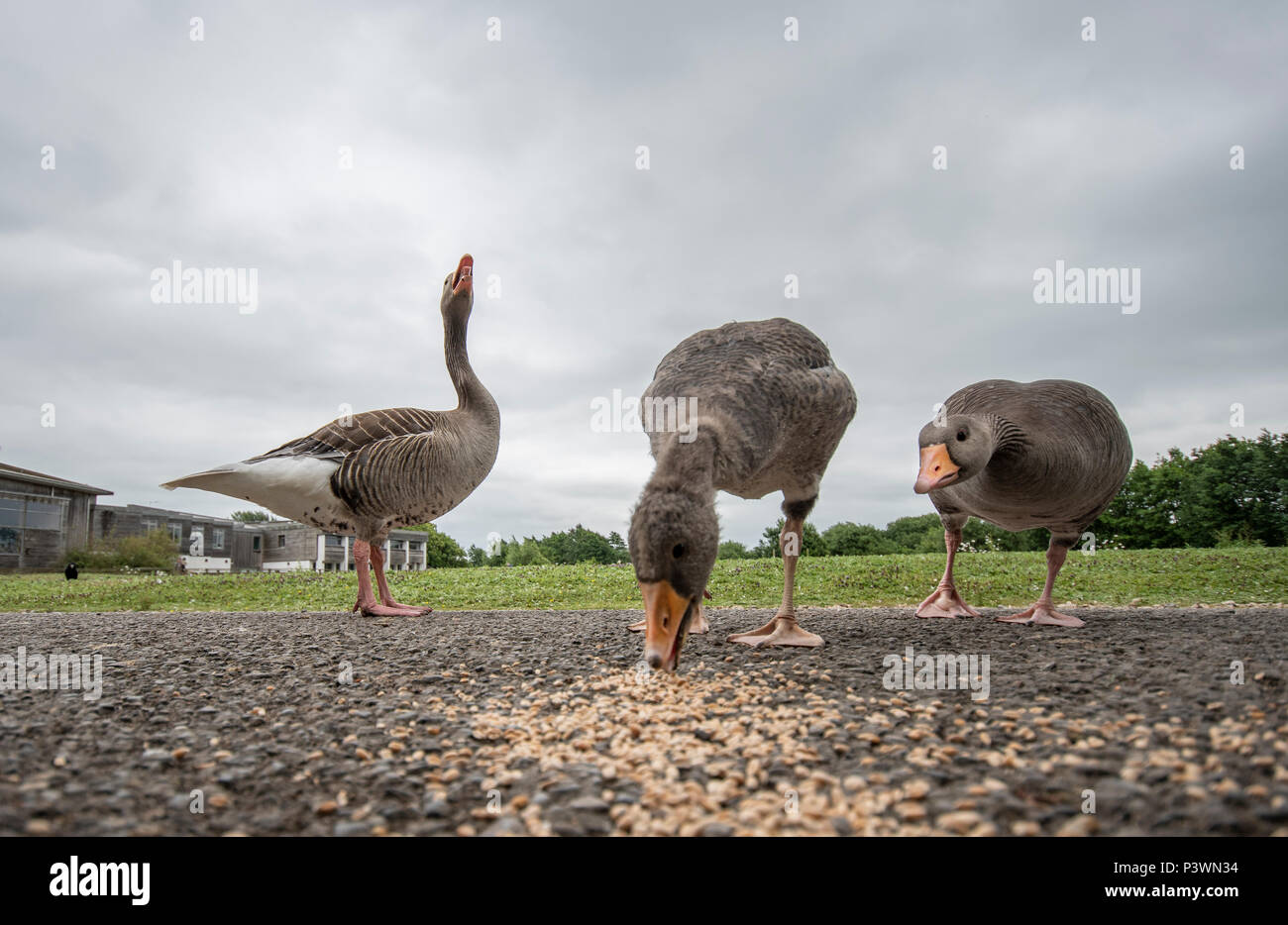 Low angle view of Grey Goose l'allaitement à Slimbridge Wetlands Centre Banque D'Images