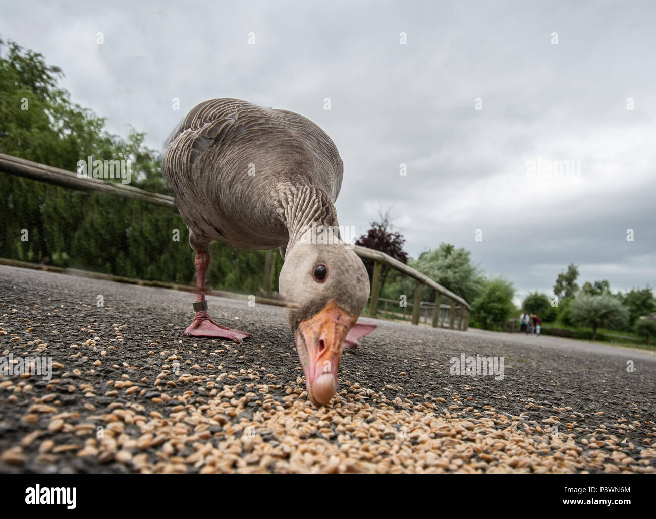Low angle view of Grey Goose l'allaitement à Slimbridge Wetlands Centre Banque D'Images