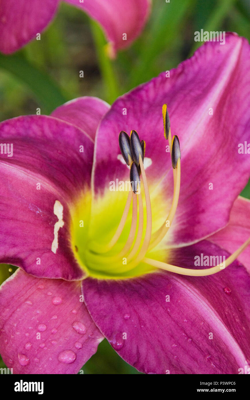 Un gros plan d'un jour lilly fleurir dans un jardin de la Caroline du Nord Banque D'Images