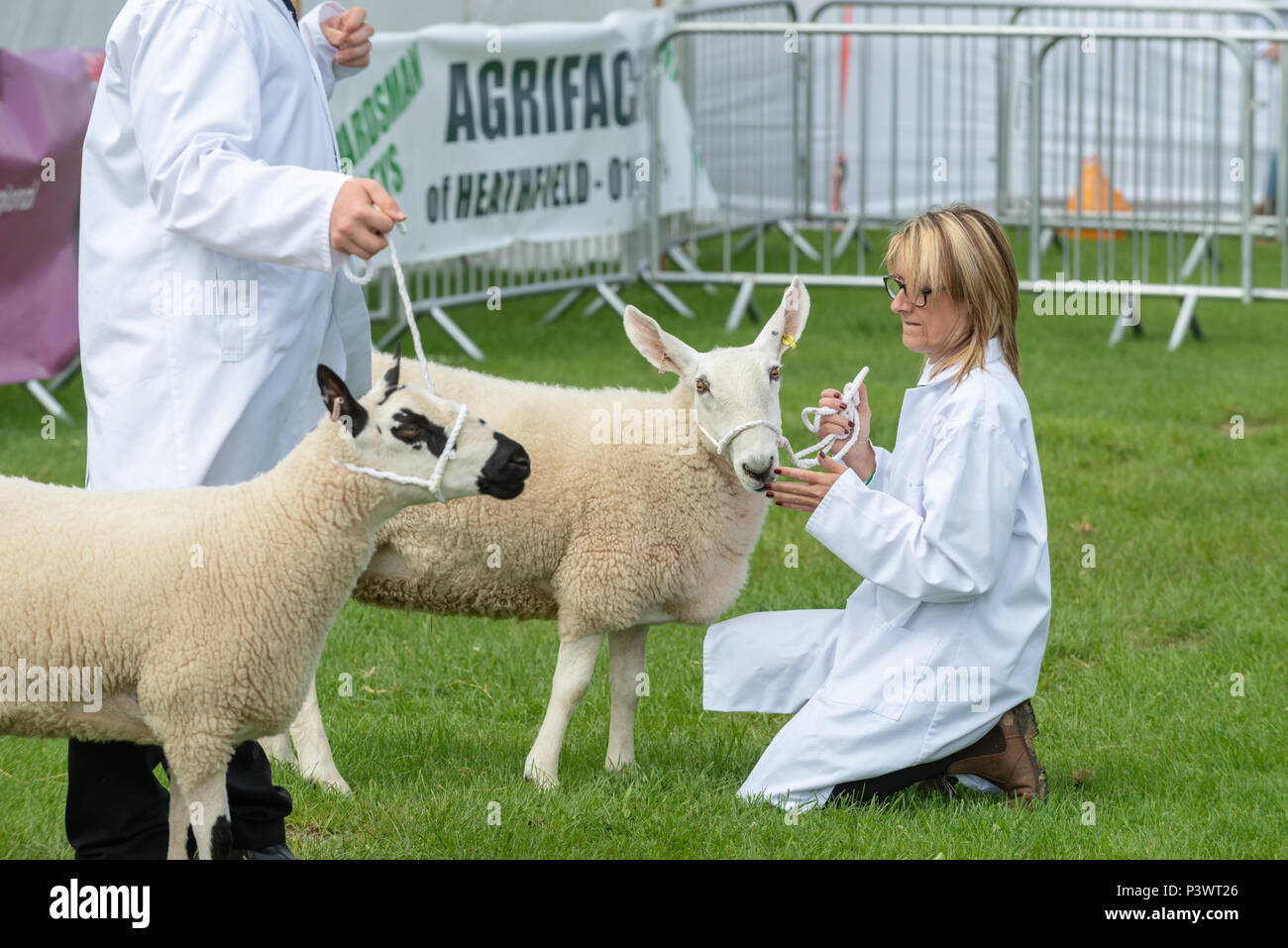 Les coups de son concurrent Border Leicester race rare les moutons en attendant le jugement de commencer par le sud de l'Angleterre montrent à Sussex, England​. Banque D'Images