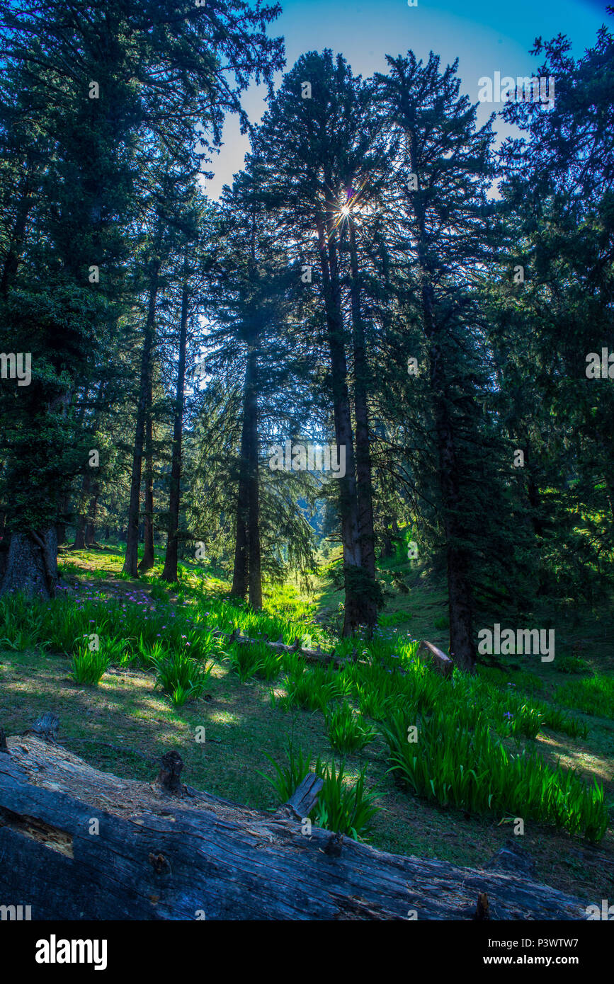 Une étoile brille à travers les arbres alpins en été au nord de la vallée de Kullu, Himalya , Himachl Pradesh , en Inde. Banque D'Images