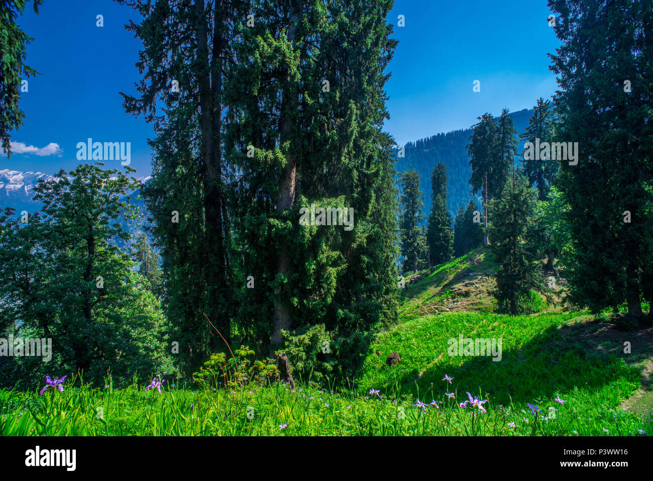 Les géraniums sauvages dans l'Himalaya. Fleurs alpines dans un pré en premier plan avec l'arrière-plan des montagnes Himalaya enneigés Banque D'Images