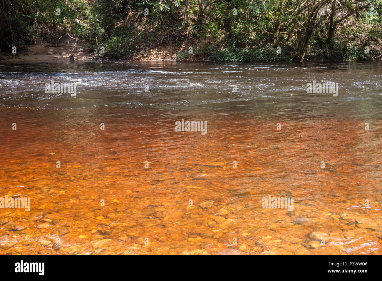 Une belle vue de Thakhan River dans le parc national Taman Negara Pahang, Malaisie. À la partie peu profonde de la rivière les différentes nuances de brun... Banque D'Images