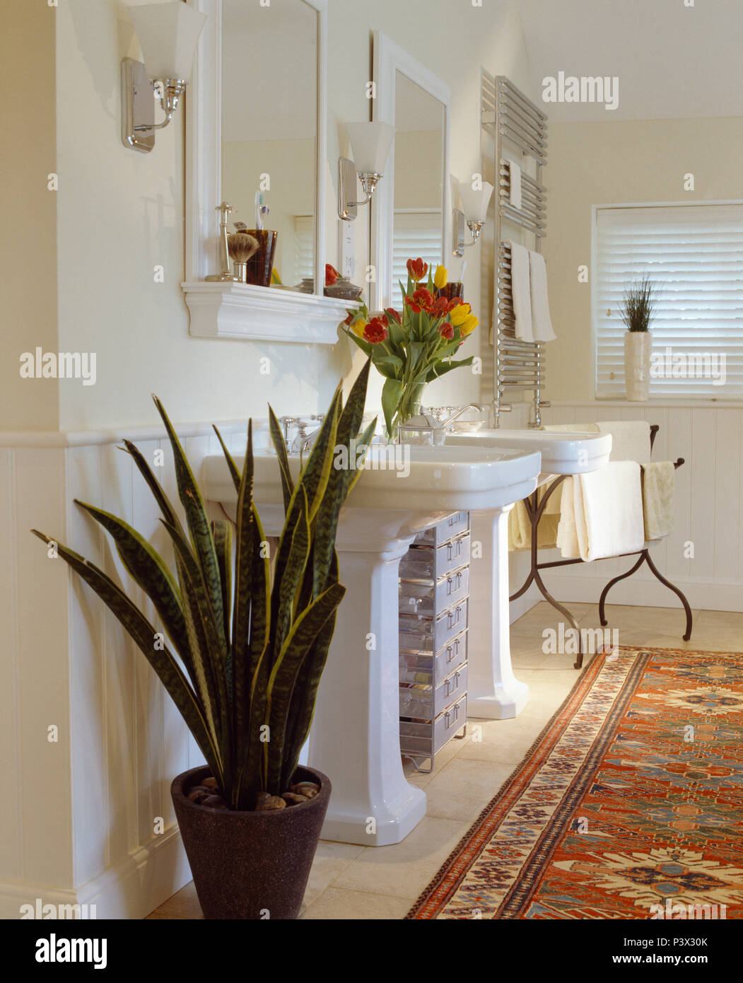 Sansevieria Salle De Bain Bright Shadow Online Sansevieria Salle De Bain Bright Shadow Online