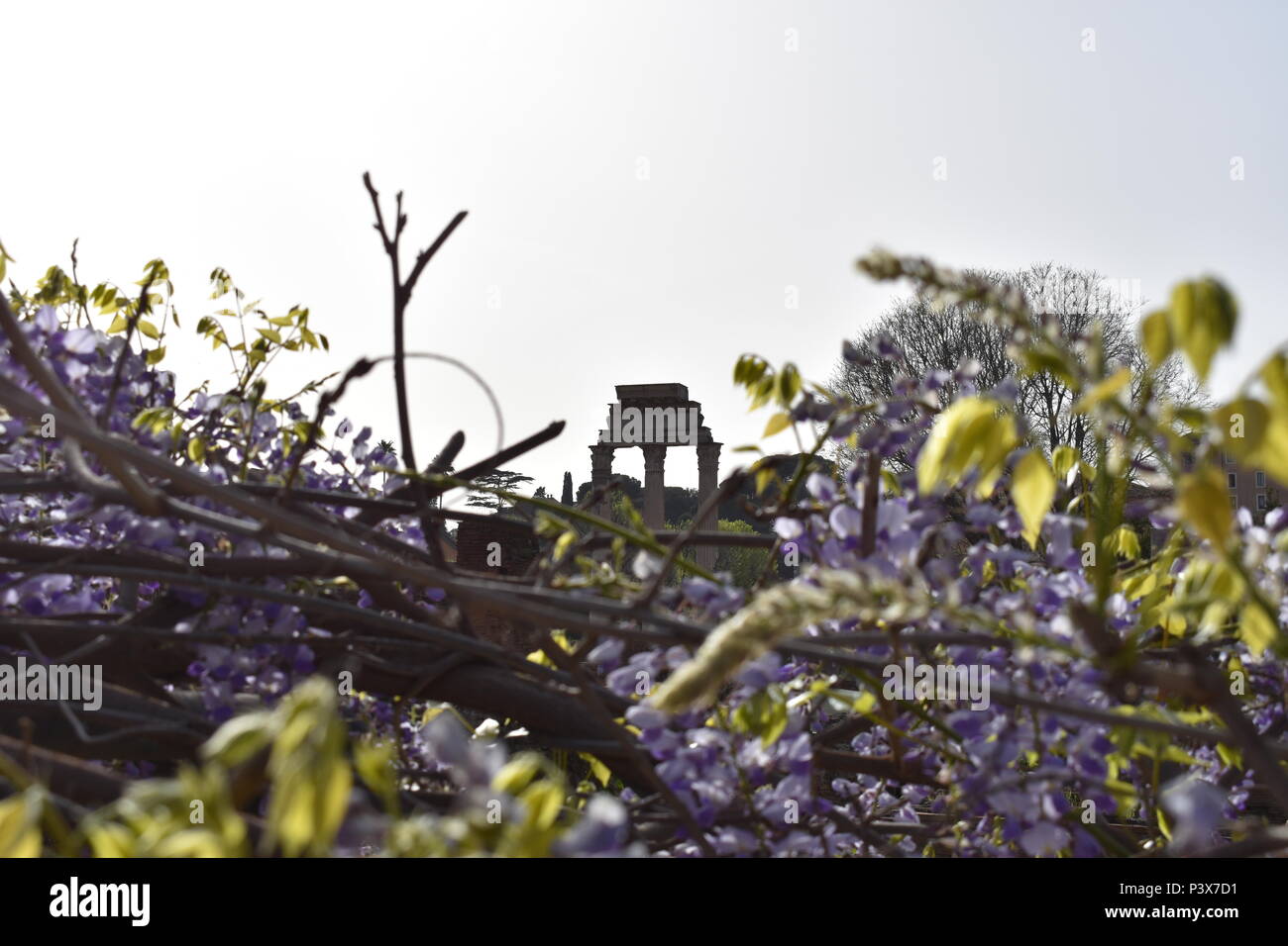 Wisteria en pleine fleur avec des ruines romaines (Temple de Castor et Pullox) en arrière-plan Banque D'Images