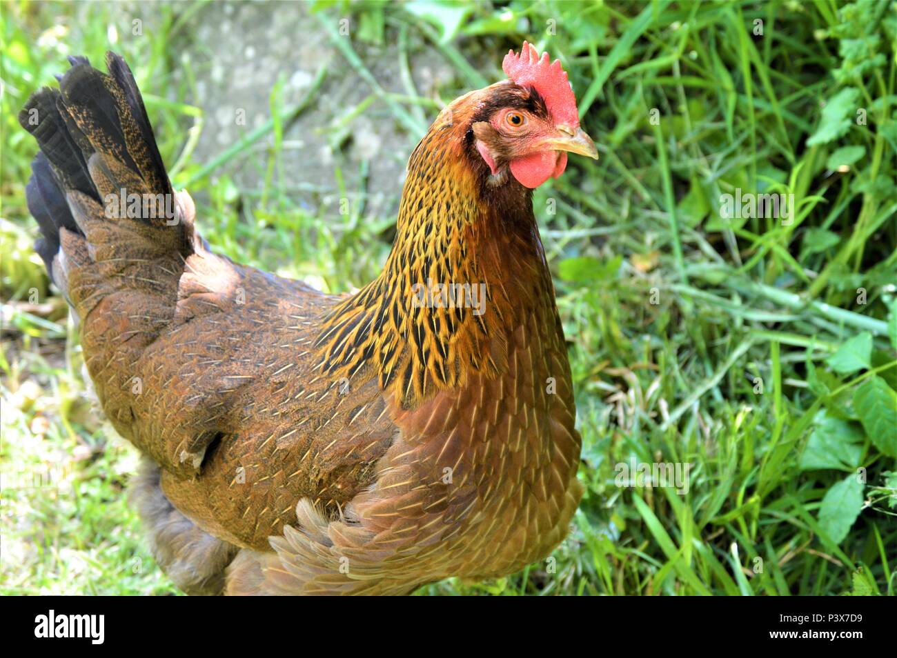 Portrait d'un poulet / poule à la recherche de nourriture Banque D'Images
