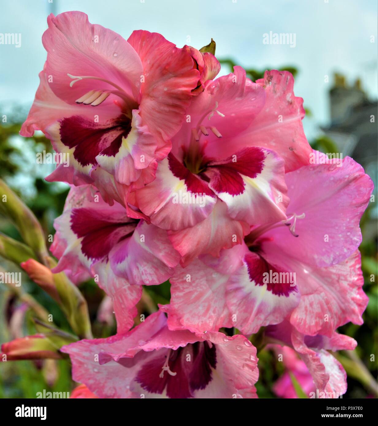 Grand Gladiolus fleuri en fleur dans un jardin britannique Banque D'Images
