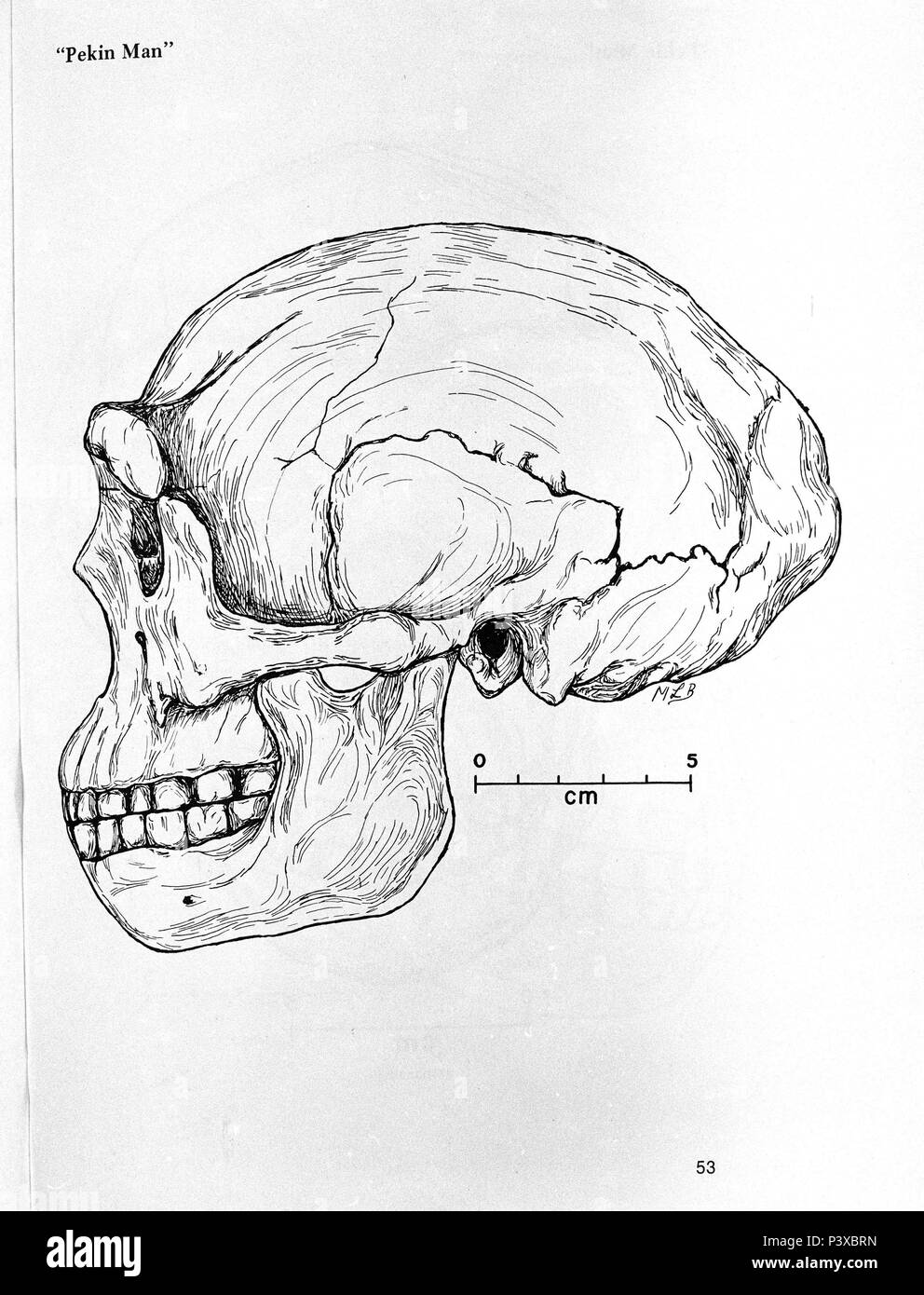 CRANEO DE HOMBRE DE PEKIN - homo erectus - PLEISTOCENO MEDIO - 300,000 ans. Lieu de l'exposition : FACULTAD DE BIOLOGICAS, MADRID, ESPAGNE. Banque D'Images