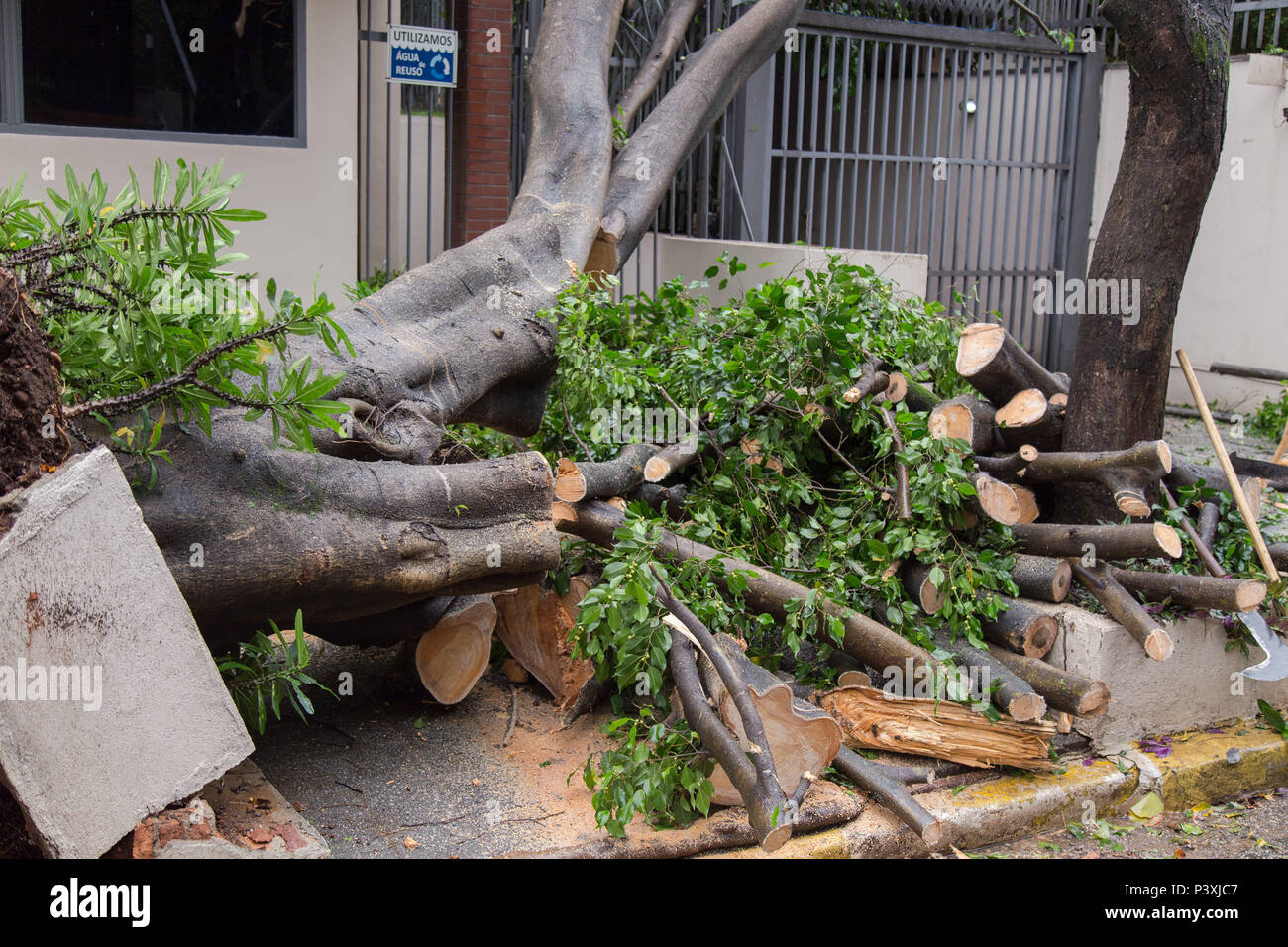 Karimaxi forte derruba árvore na Rua Bartira em Perdizes. Banque D'Images