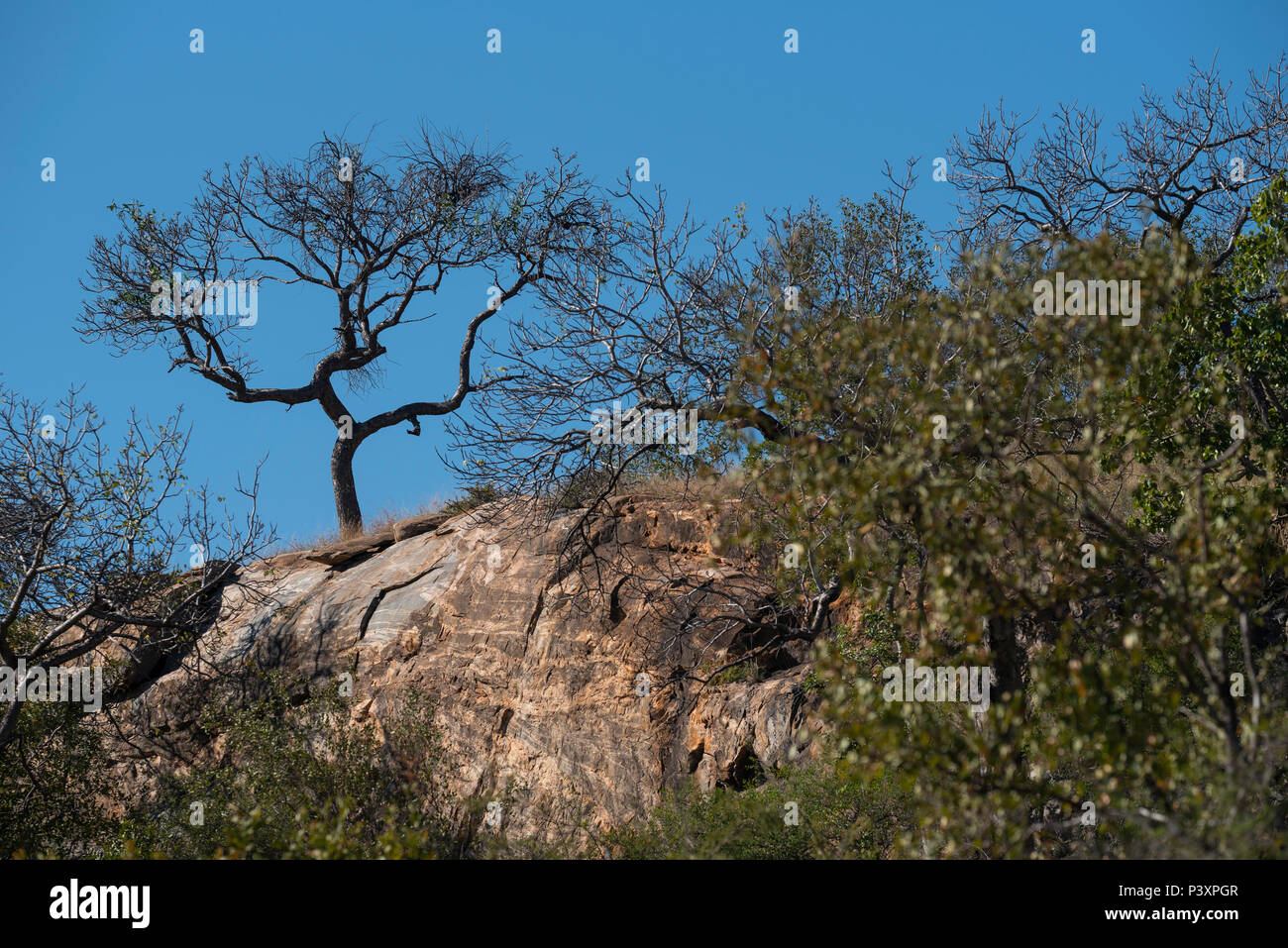 Une croissance de l'arbre marula en haut d'un éperon rocheux dans le Parc National Kruger Banque D'Images