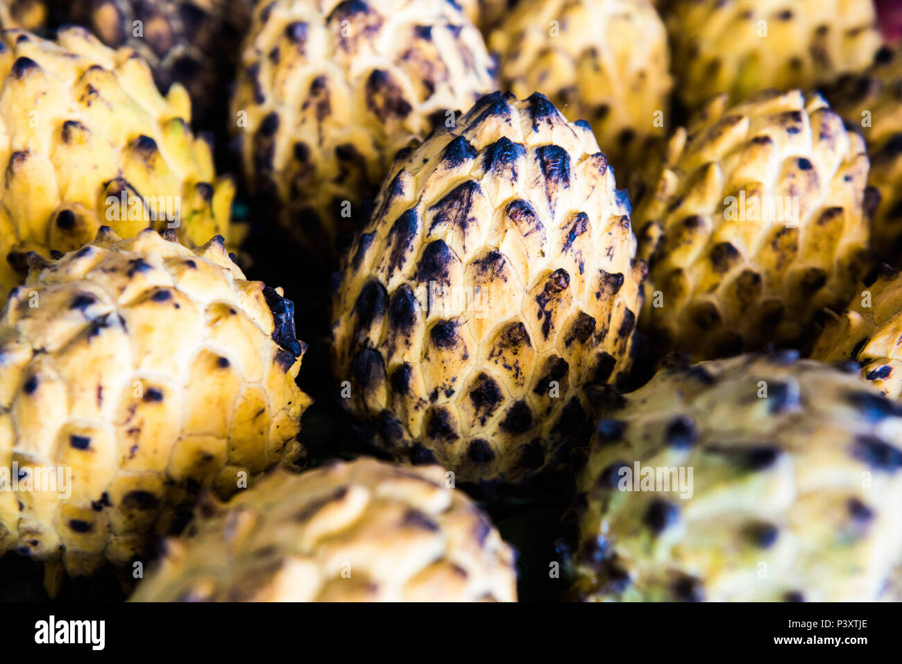 Biriba, ata, verdadeira condessa, patia, Rollinia araticum muqueuse, fruta da regi'o amazônica durante feira de produtos em Iranduba tam/AM. Banque D'Images