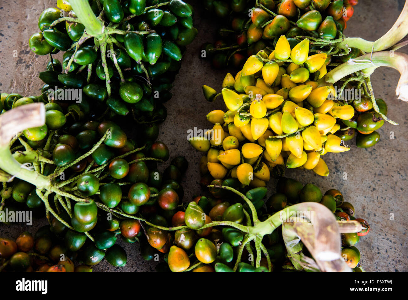 Présente, et présente-vert-amarela, Bactris gasipaes, fruta da régionale regi'o amazônica, durante feira de produtos em Iranduba tam/AM. Banque D'Images