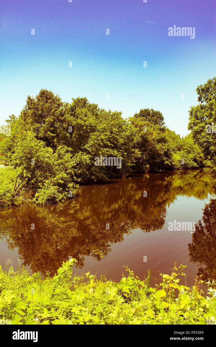 Lac avec de grands arbres Banque D'Images