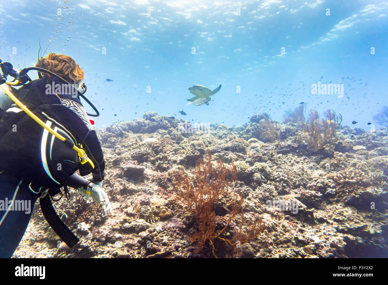 Au coral reef plongée touristique et regardant tortue de mer verte Banque D'Images