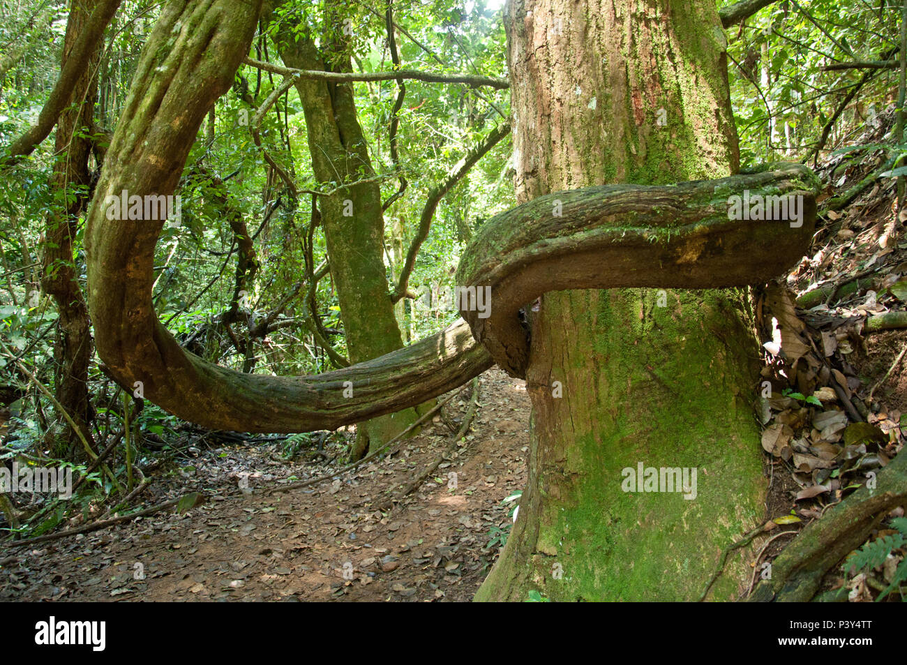 Enrolado Cipó em tronco de árvore aucun parc Estadual da Cantareira - Núcleo n'Engordador, na zona norte da Cidade de São Paulo, SP. Banque D'Images