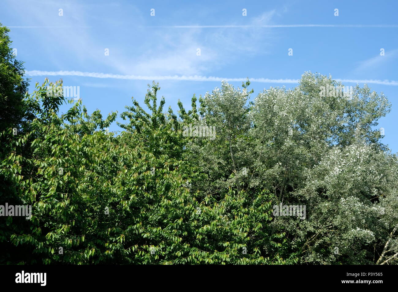 Arbres au printemps dans un parc Banque D'Images