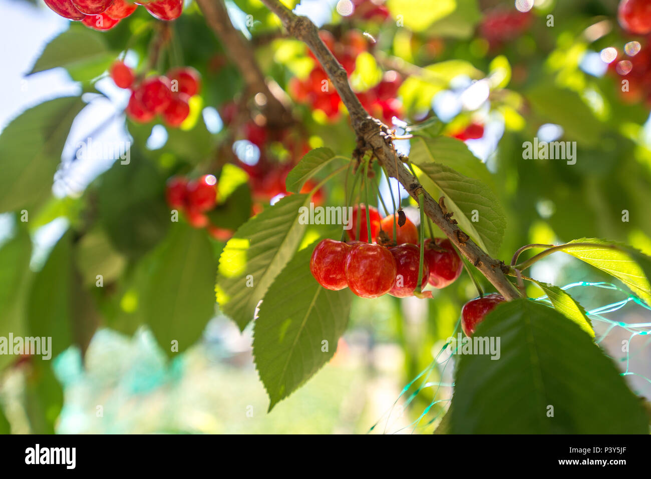Cerises fraîches sur l'arbre sur un jour d'été Banque D'Images