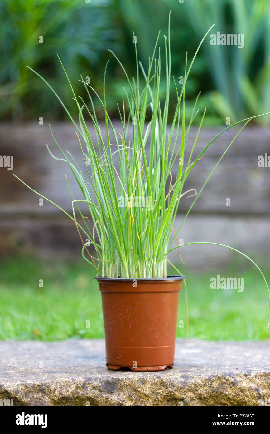 Plantes poireaux bébé dans un pot prêt pour la transplantation Banque D'Images