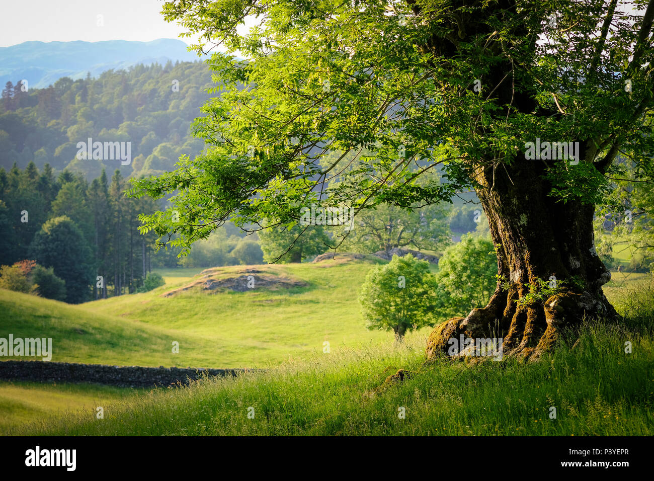 Sunlit arbre dans un champ avec vue sur lakeland à travers la campagne Banque D'Images