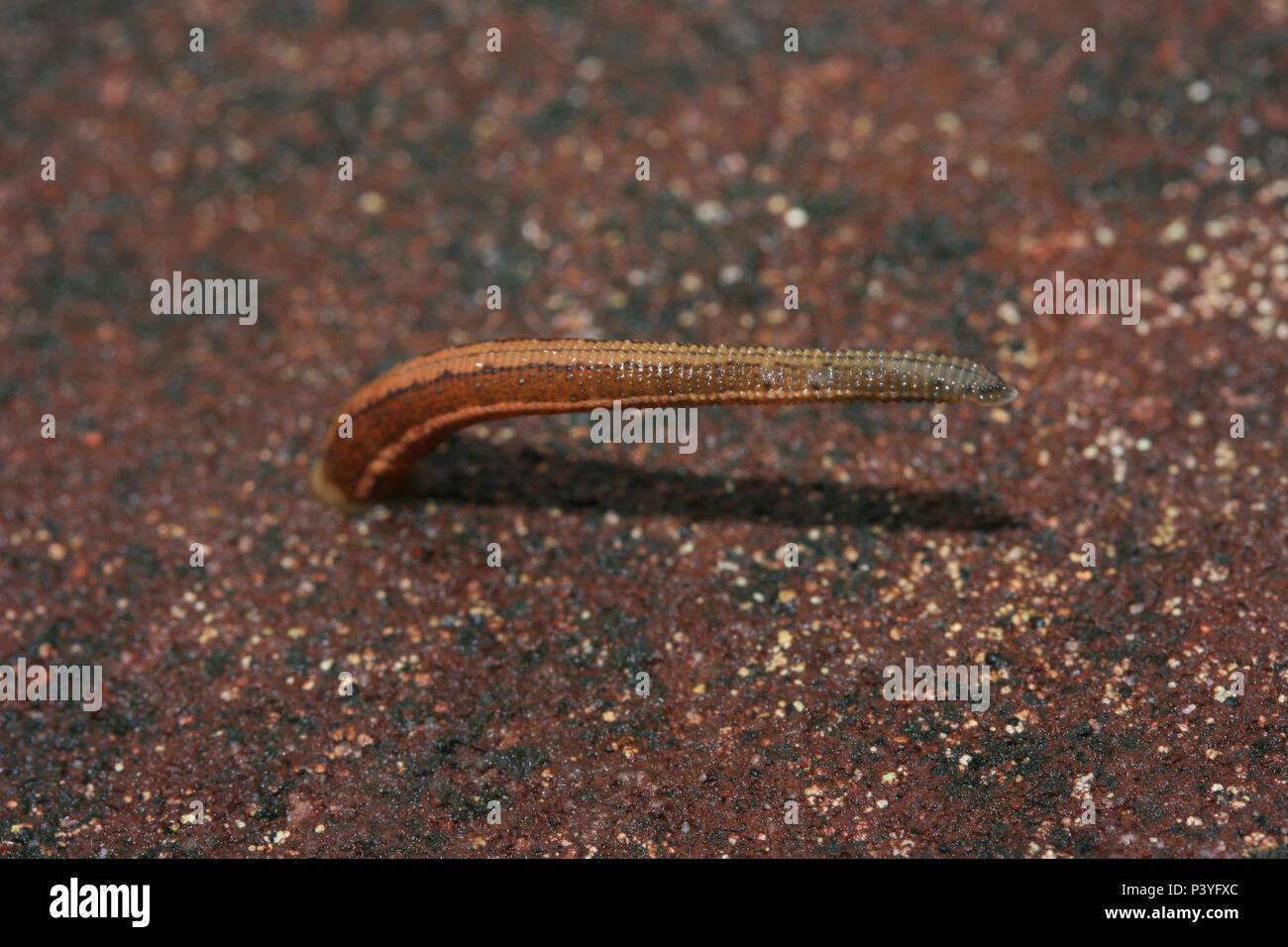 Blood sucker leech déplaçant lentement sur le sol en ciment de la forêt tropicale , Asie du sud-est. Banque D'Images