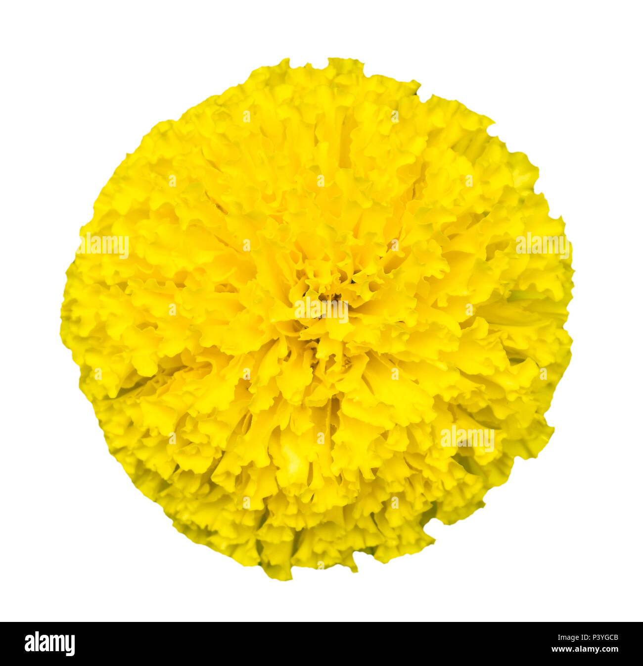 Vue de dessus de belles fleurs de souci isolé.(Tagetes erecta) Banque D'Images