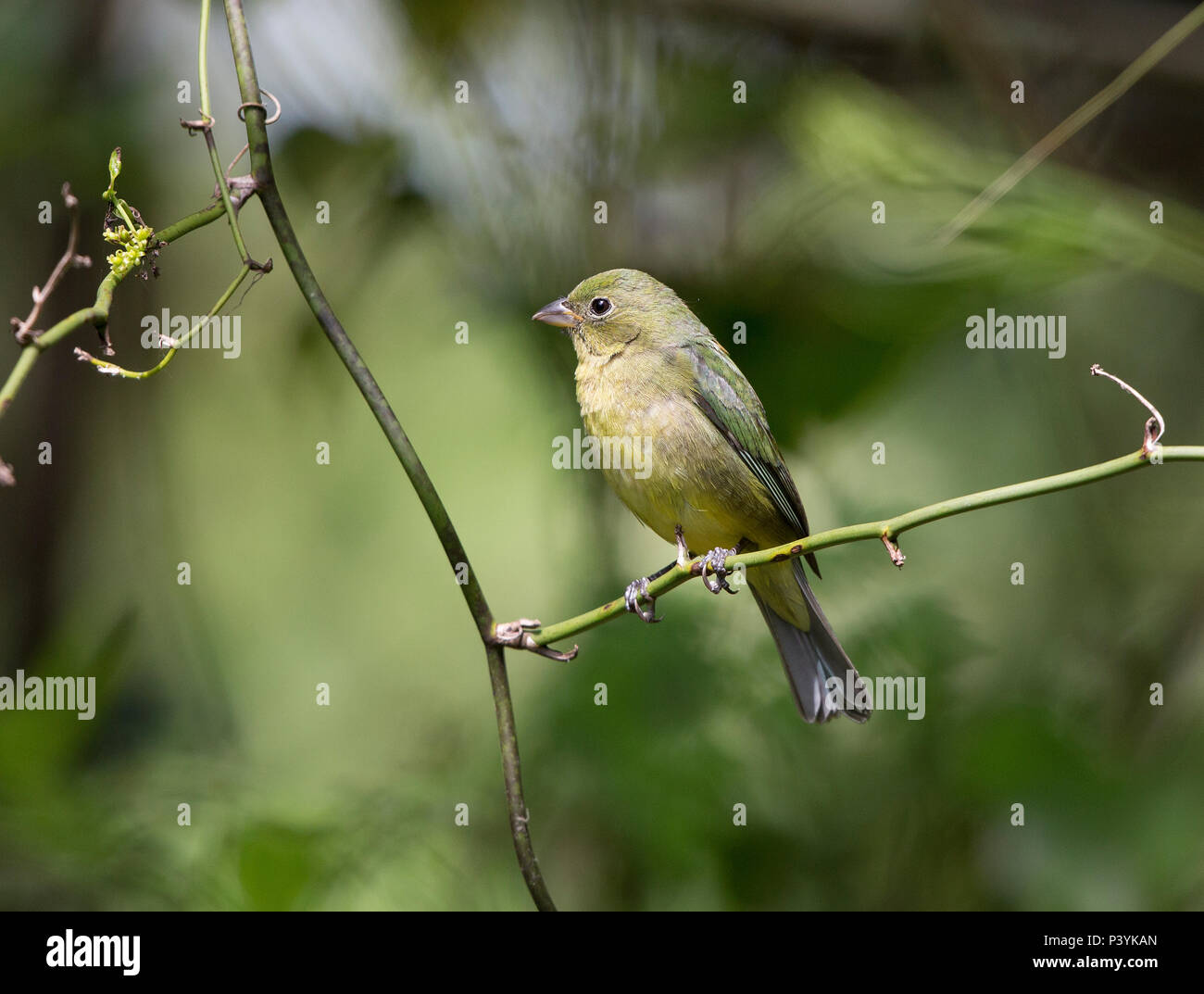 Bunting peint,femelle Passerina ciris, Florida, USA Banque D'Images