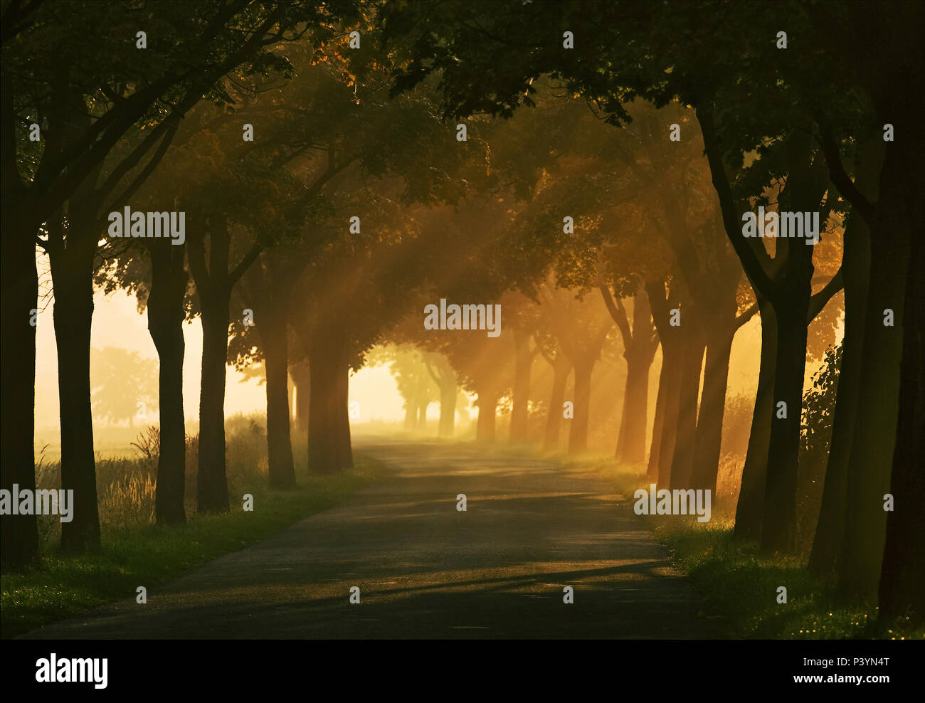 La route entre Opole et Turawa. La Pologne. L'automne Banque D'Images