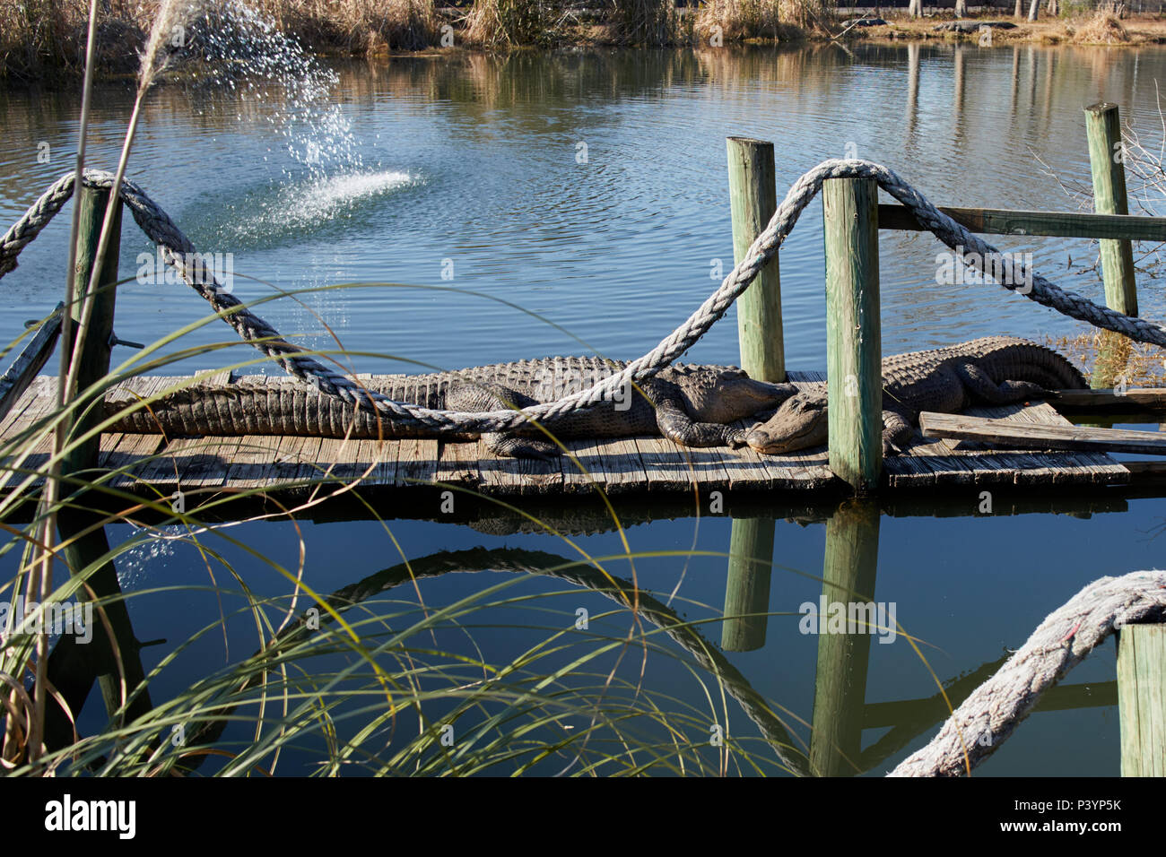 Les alligators américains pose au soleil sur un quai au Tiki Island Tap House à Jacksonville, Floride Banque D'Images Les alligators américains pose au soleil sur un quai au Tiki Island Tap House à Jacksonville, Floride Banque D'Images