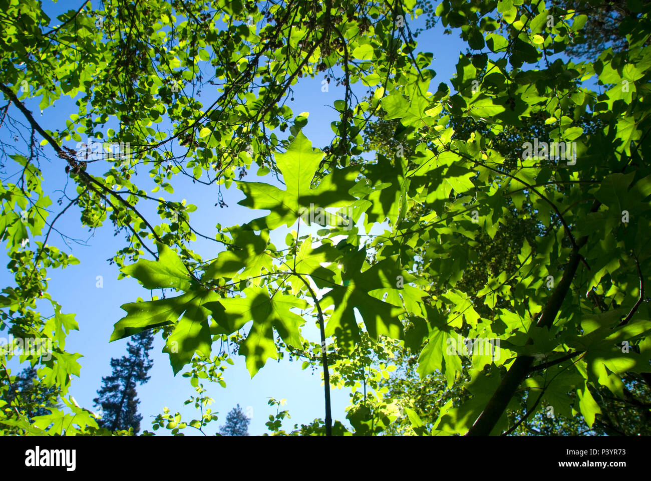 Du cornouiller et de l'érable (Acer macrophyllum), Tucker County Park, Hood River Comté (Oregon) Banque D'Images