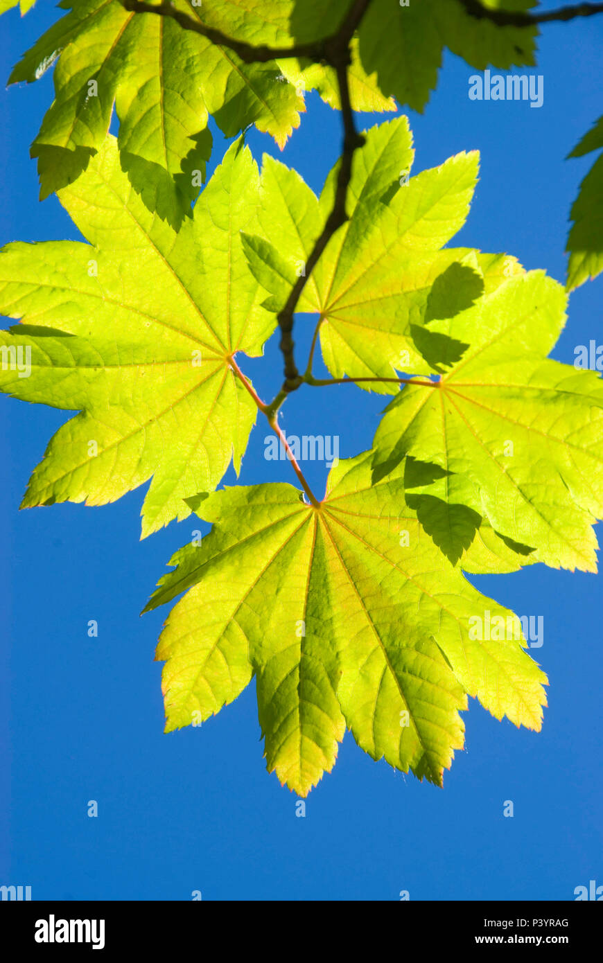 Vine maple leaf, Tucker County Park, Hood River Comté (Oregon) Banque D'Images