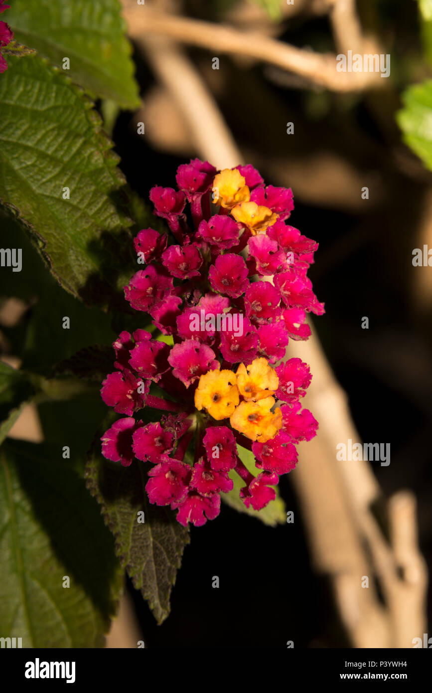 La sauge sauvage (Lantana camara) Banque D'Images