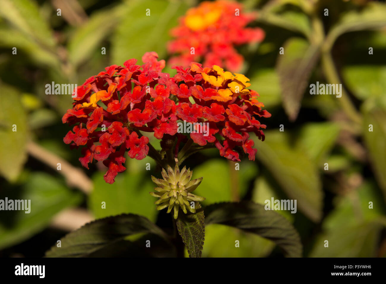 La sauge sauvage (Lantana camara) Banque D'Images