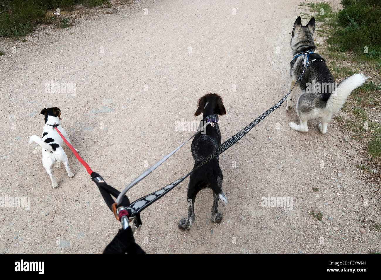 Trois chiens tirant sur un fil Banque D'Images