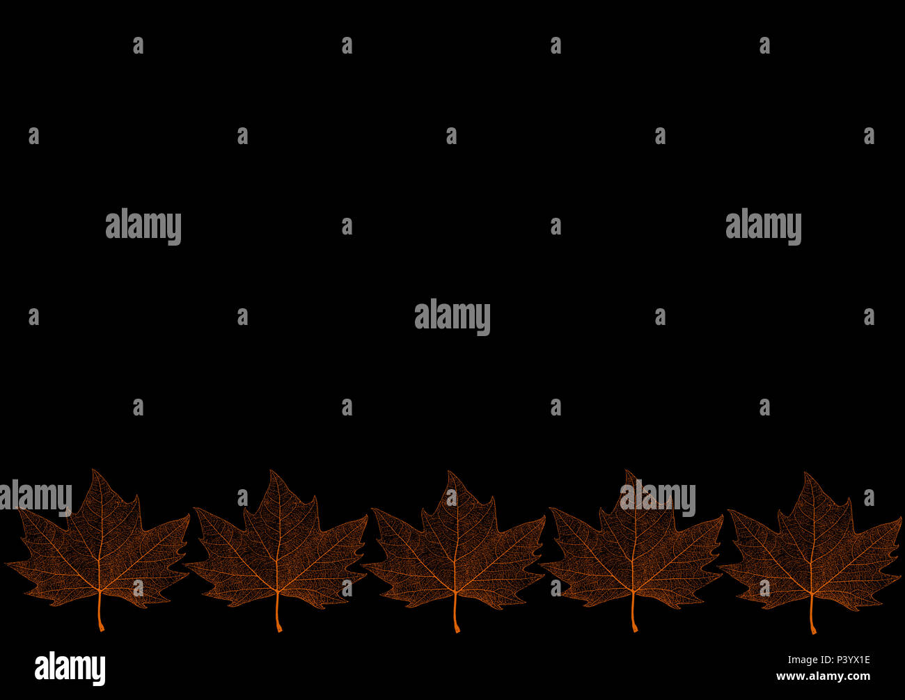 Modèle avec feuille d'érable sur un fond noir. Patch feuille d'érable. Banque D'Images