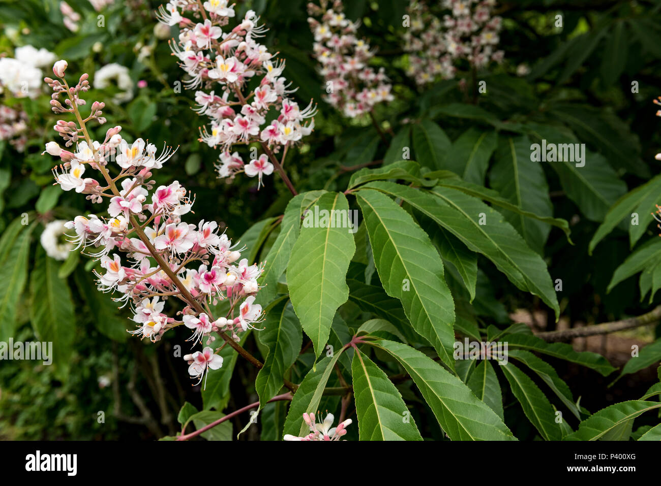Aesculus indica, marronnier des Indes, Sapindaceae. Close up de fleurs. Banque D'Images