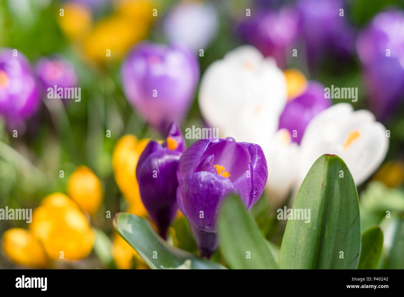 Contexte Au printemps avec la floraison au début du printemps crocus colorés Banque D'Images