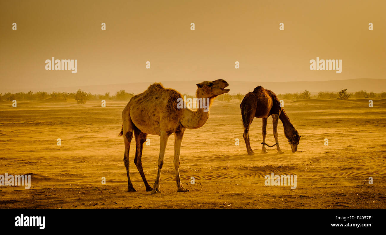 Des chameaux dans le désert du Sahara marocain au petit matin Banque D'Images