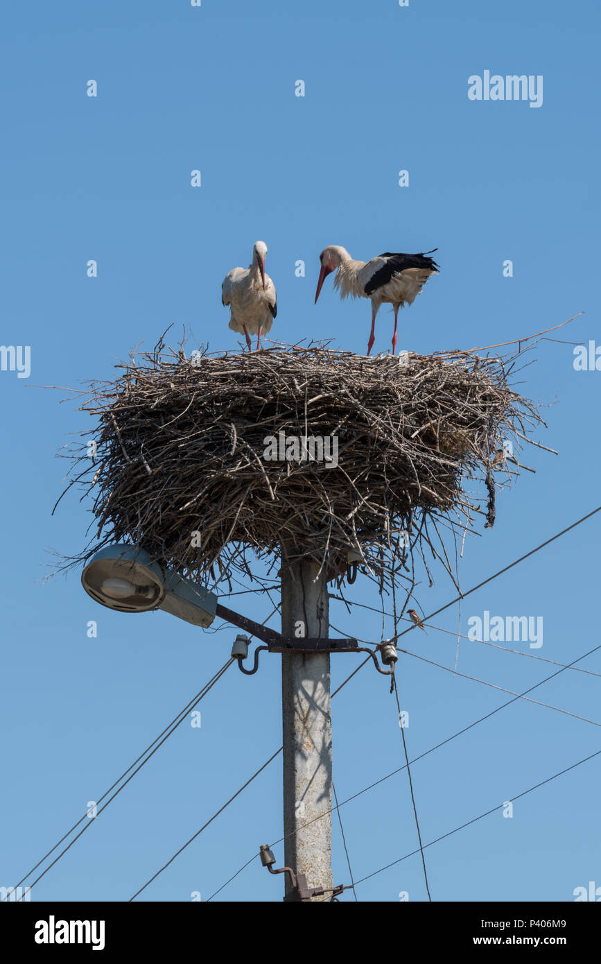 Cigognes blanches (Ciconia ciconia), nichent sur haut de poteau électrique, l'Ukraine, l'Europe Banque D'Images