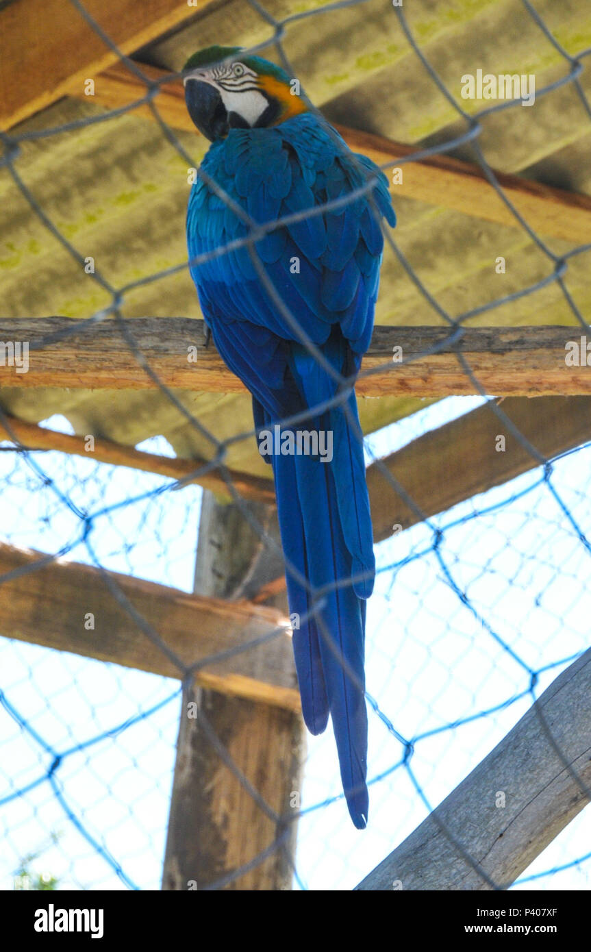 Animais silvestres apreendidos em recuperação na reserva ecológica educacional ambiental Quinta da Estancia, em Gravataí, pas de Rio Grande do Sul. Banque D'Images