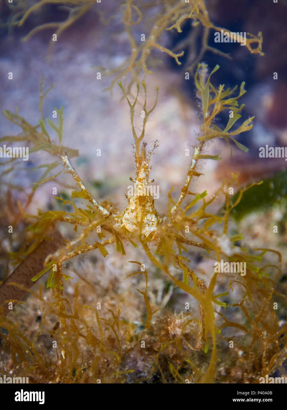 Araignée de mer (Macropodia deflexa) camouflé avec les algues dans un bassin de la zone intertidale à Ses Salines Parc Naturel (Formentera, Iles Baléares, Espagne) Banque D'Images