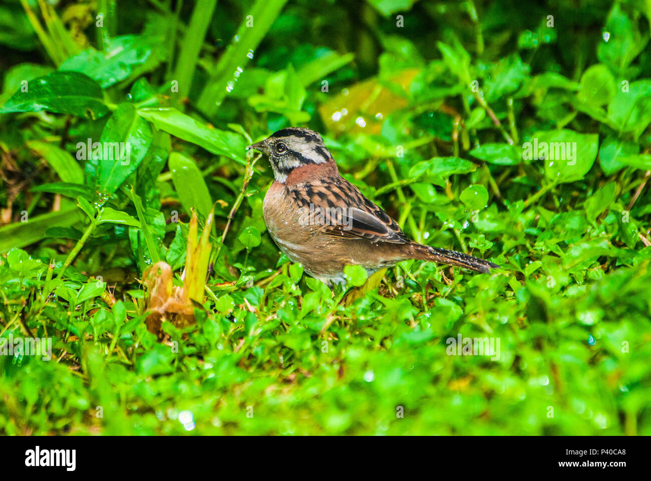 Bruant à tête Sparrow avec des taches d'eau sur ses plumes à partir de la rosée matinale dans la Forêt Tropicale Atlantique Banque D'Images