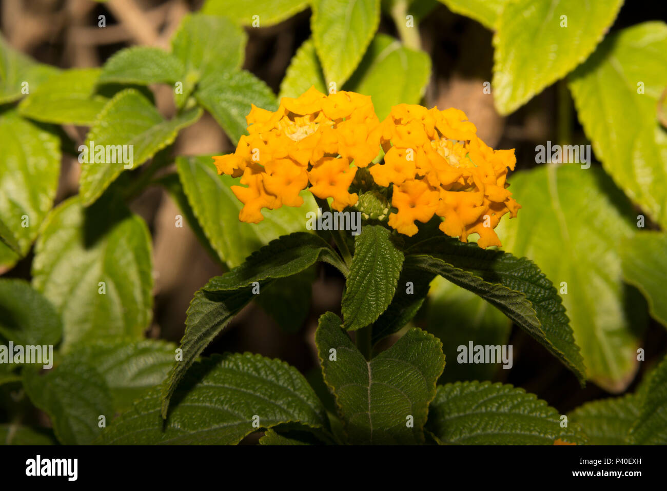 La sauge sauvage (Lantana camara) Banque D'Images