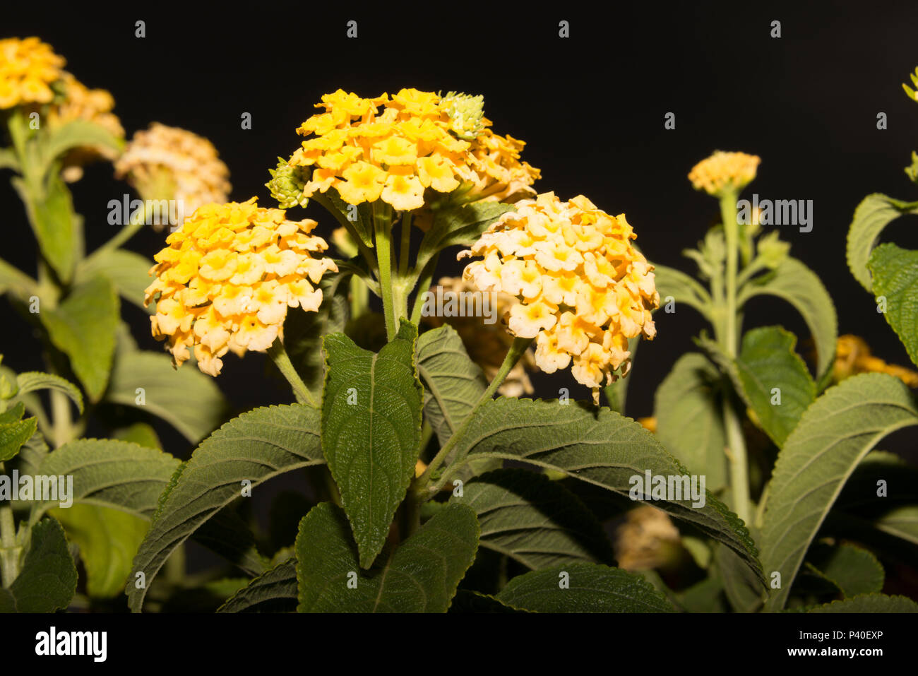 La sauge sauvage (Lantana camara) Banque D'Images