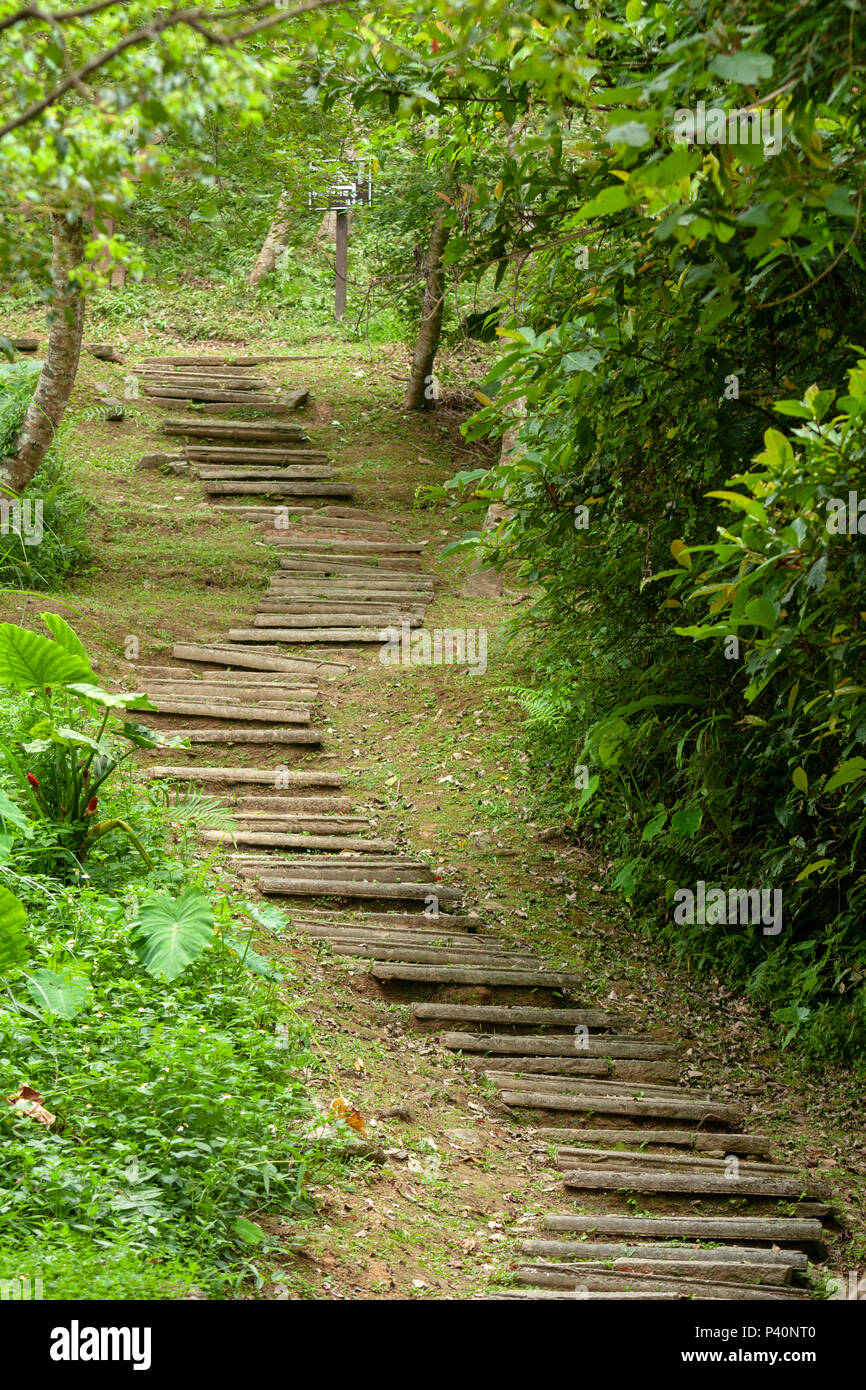 Grumes en bois, sentier, sentier de randonnée et de marche à vide se promène à travers la forêt, Chihnan National Forest Recreation Area, le comté de Hualien, Taiwan Banque D'Images