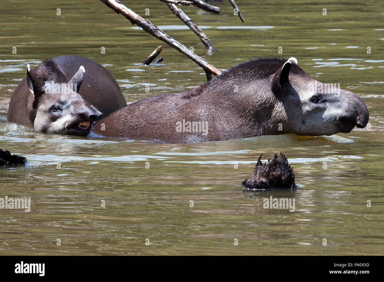 Anta tapir Tapirus terrestris mamífero quadrupede animal animal animal de hábito noturno de grande porte la flore Natureza Zooparque Itatiba SP Brasil Banque D'Images
