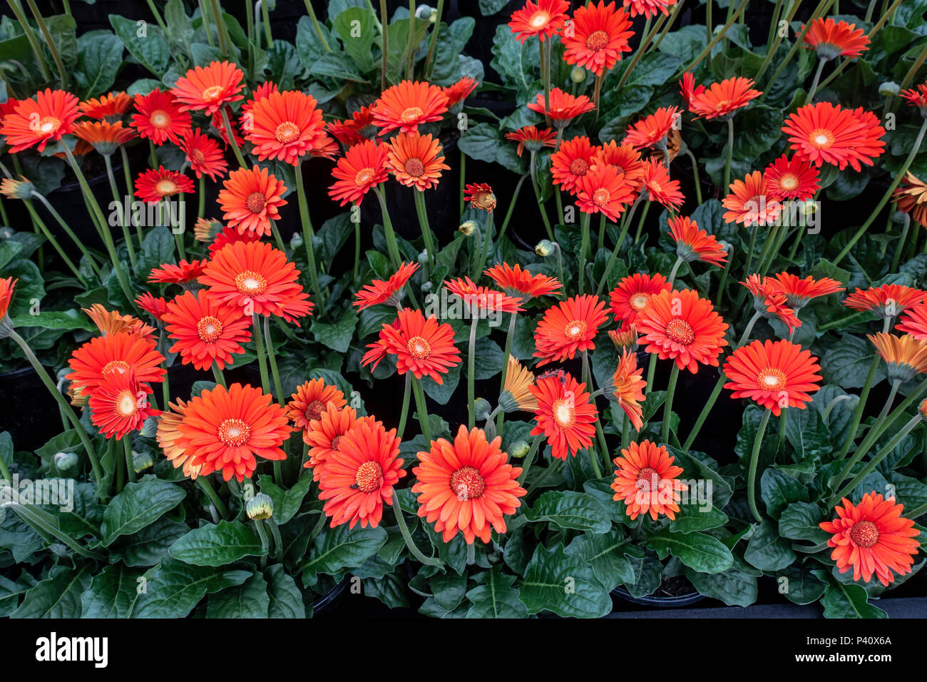 Une masse de Gerbera garvinea 'Sweet Love' à l'Gardeners' World Live Show à NEC, Birmingham, Angleterre, RU Banque D'Images