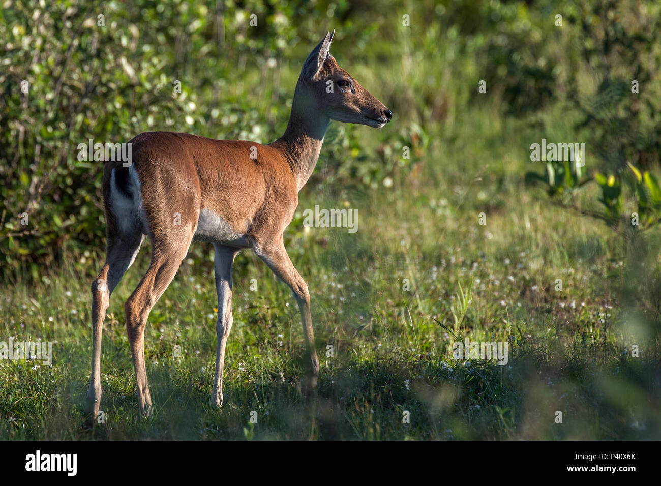 Fazenda Barra Mansa - Aquidauana/MS Veado Veado-mateiro veado-vermelho veado-guatapará guaçupita guaçuetê catingueiro pardo e suaçupita suaçuapita faune animal Mazama americana Natureza Aquidauna Pantanal Mato Grosso do Sul Brasil Centro Oeste Banque D'Images